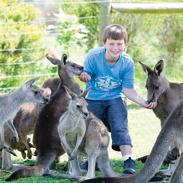 maru koala and animal park grantville victoria