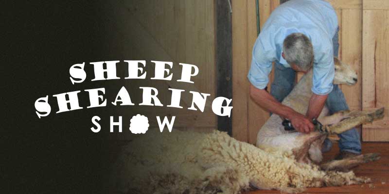 maru_sheep_shearing_show