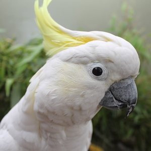 aussiebird